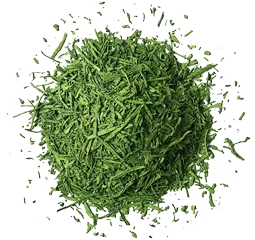Ginkgo Biloba